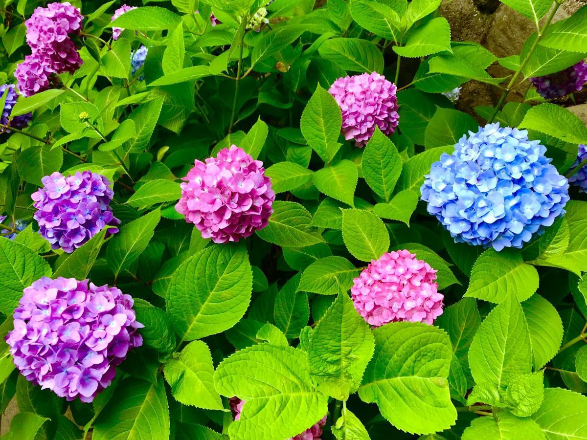 Bed and Breakfast 藤花楼 Kamakura à Yamanouchi  Extérieur photo